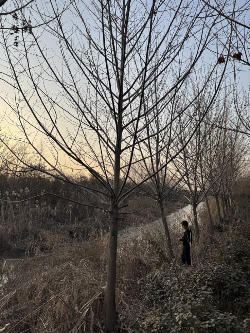 枫杨基地5-40公分直销供货速度快
