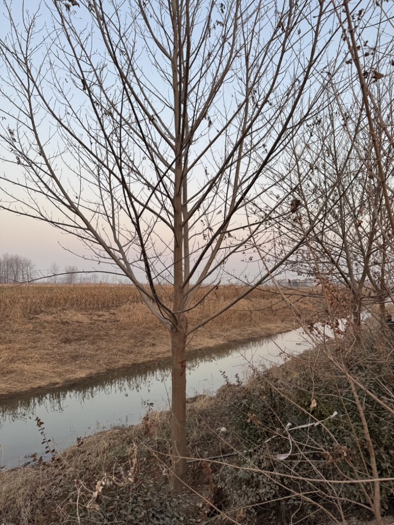 枫杨基地5-40公分直销供货速度快