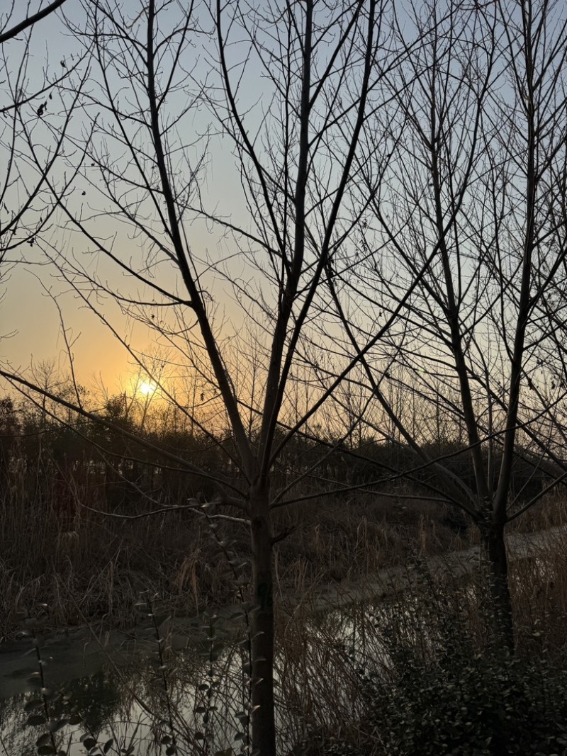 枫杨基地5-40公分直销供货速度快