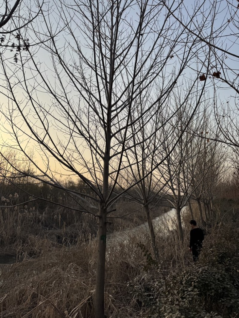 枫杨基地5-40公分直销供货速度快