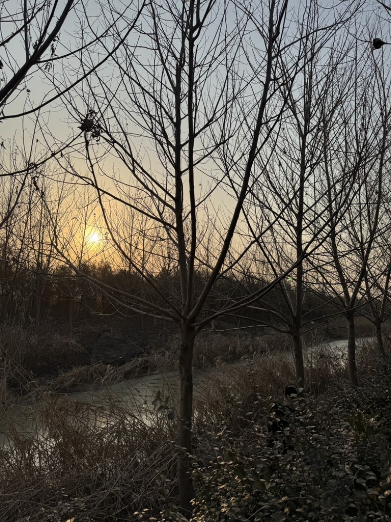 枫杨基地5-40公分直销供货速度快