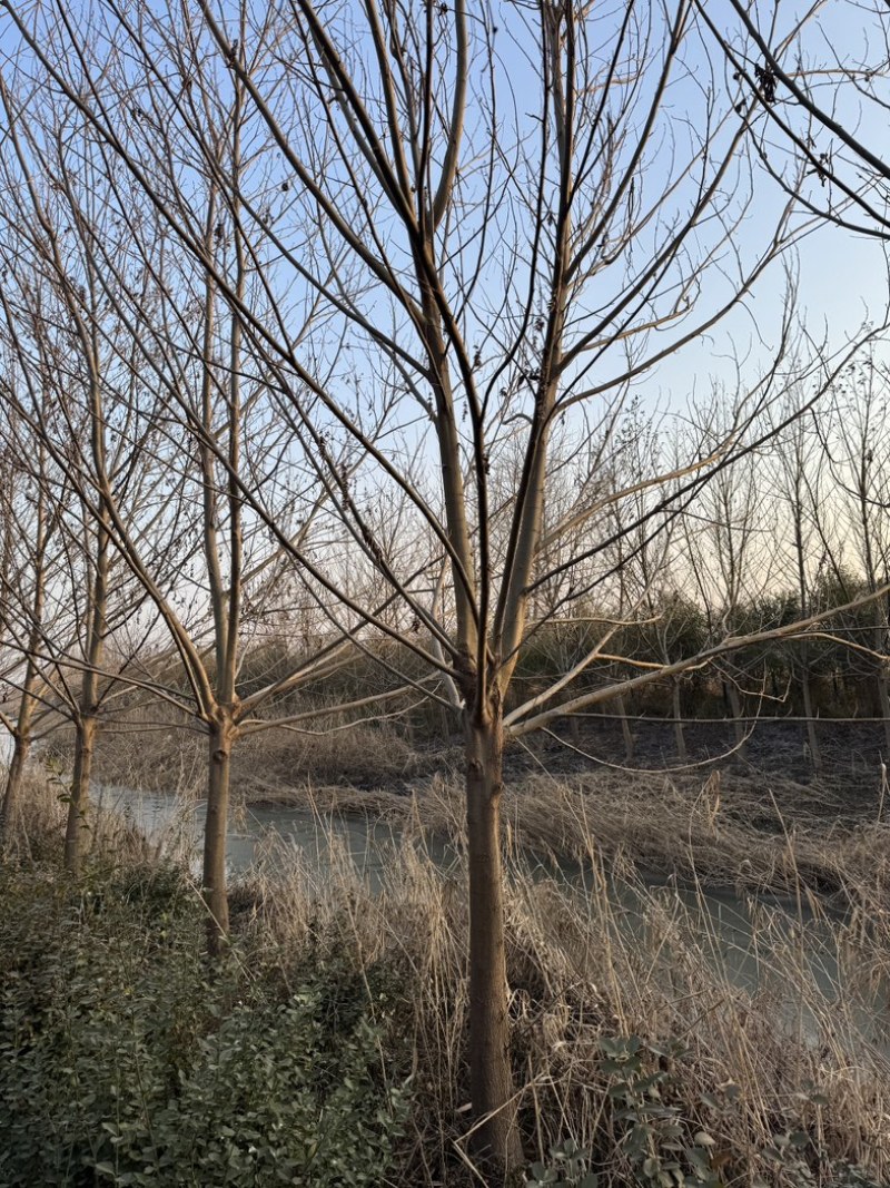 枫杨基地5-40公分直销供货速度快