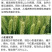 脉黄金叶面肥叶面肥脉黄金喷施叶面肥