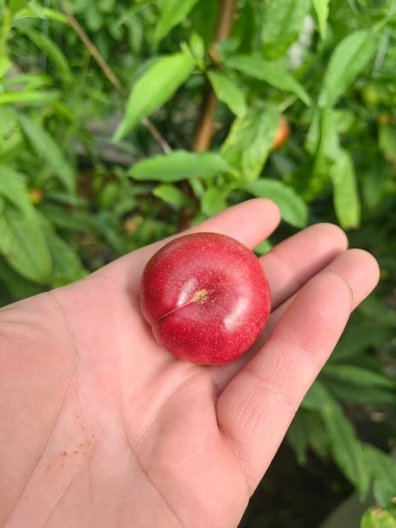大量现货陆地36-3油蟠桃，油蟠桃，大量上市有需要联系