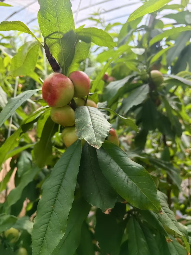 大量现货陆地36-3油蟠桃，油蟠桃，大量上市有需要联系