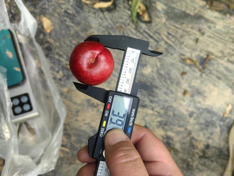 大量现货陆地36-3油蟠桃，油蟠桃，大量上市有需要联系