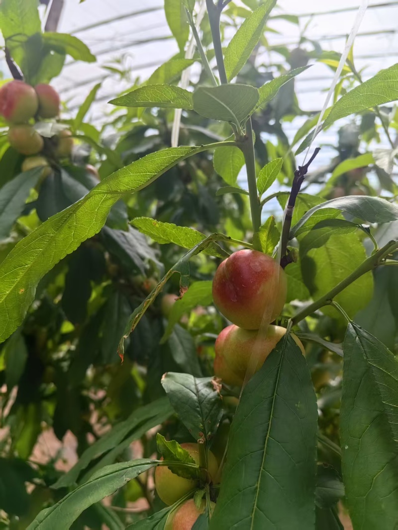 大量现货陆地36-3油蟠桃，油蟠桃，大量上市有需要联系