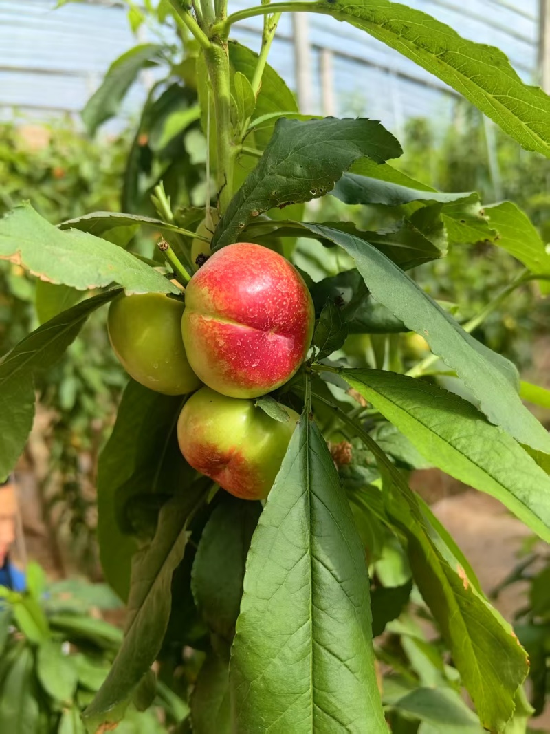 大量现货陆地36-3油蟠桃，油蟠桃，大量上市有需要联系
