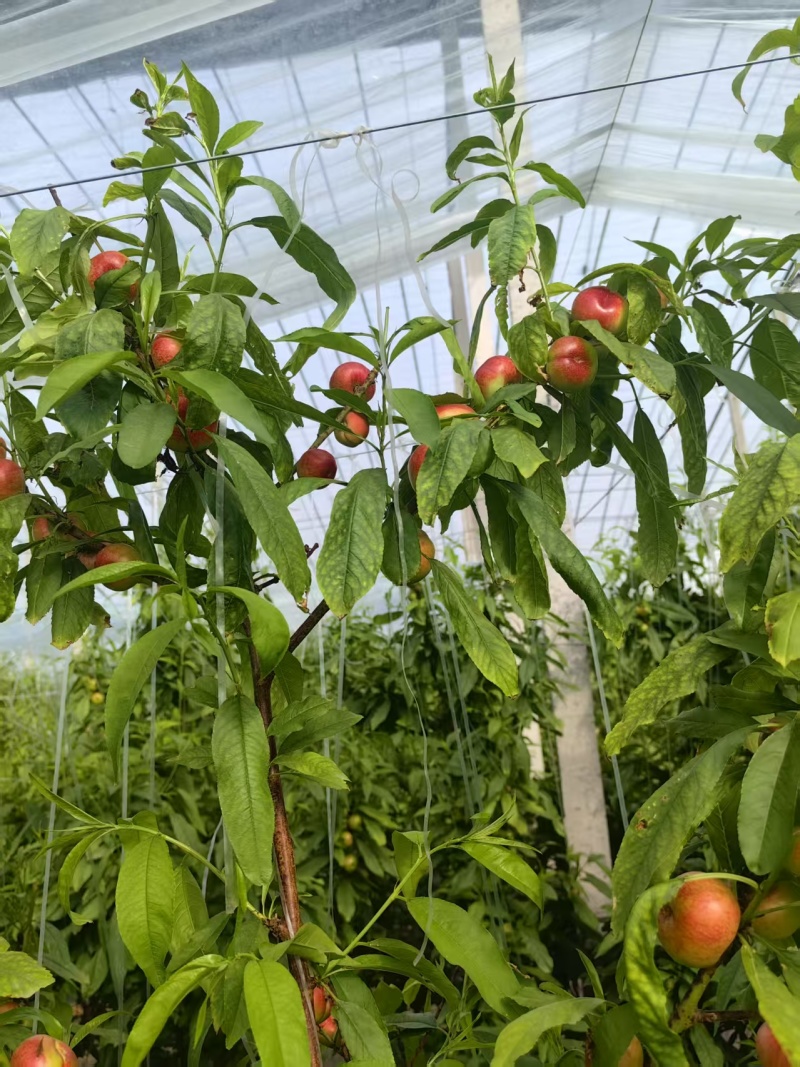 大量现货陆地36-3油蟠桃，油蟠桃，大量上市有需要联系