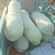 精品白皮冬瓜产地一手货源充足优惠货源充足欢迎来电咨询选购