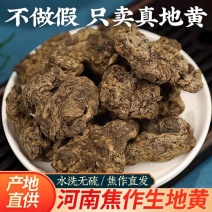 鲜地黄500g怀生地黄新鲜河南中焦作药材种籽非野生农家可