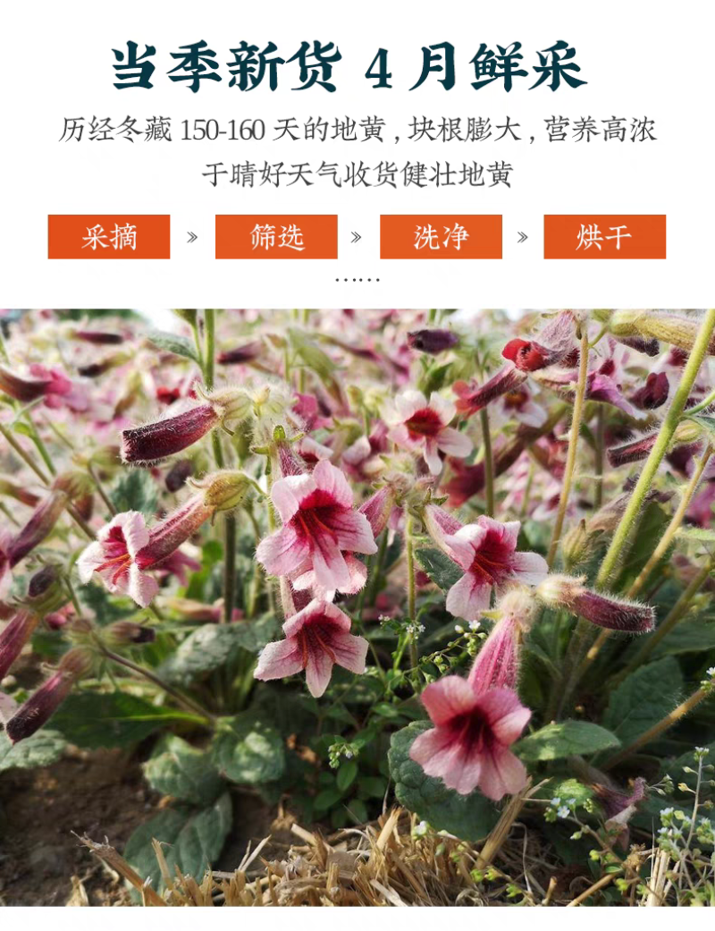 鲜地黄500g怀生地黄新鲜河南中焦作药材种籽非野生农家可