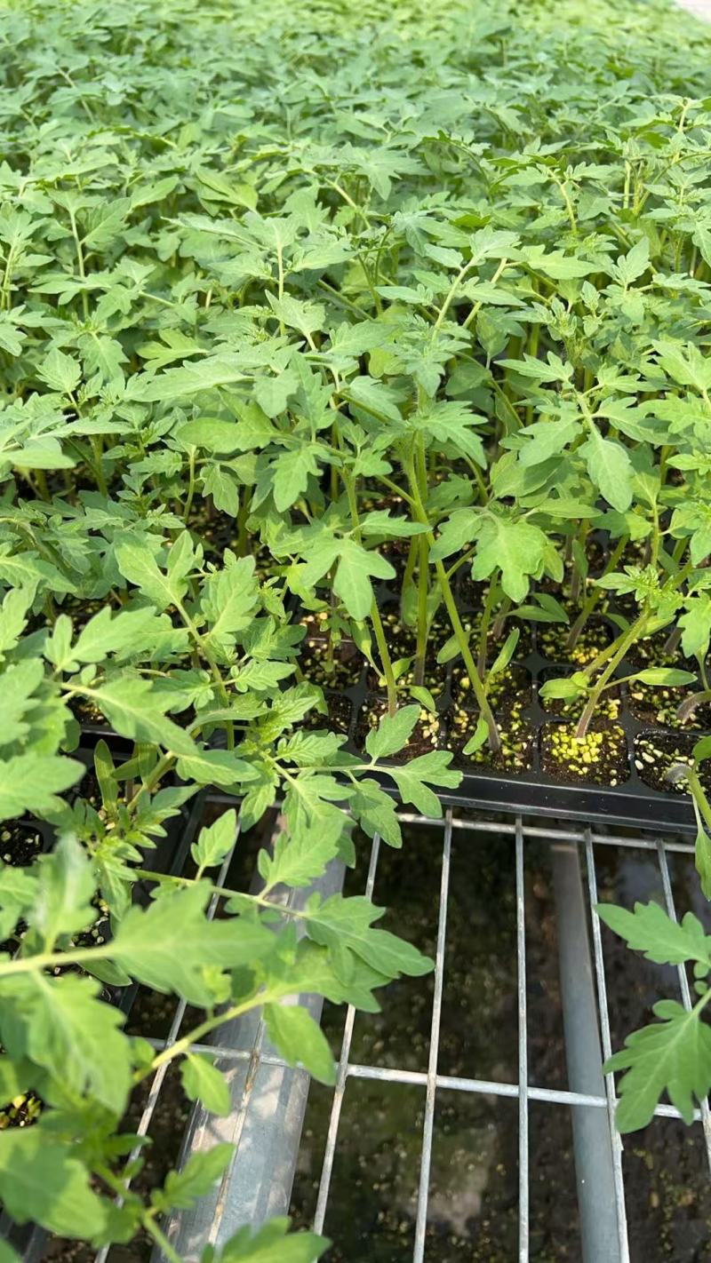 靓贝西红柿苗保质保量存活率高品质好提供技术指导