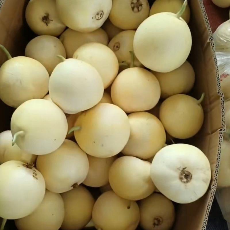 精品早甜脆！又称小蜜蜂！奶香脆甜！支持各大平台，及巿场！