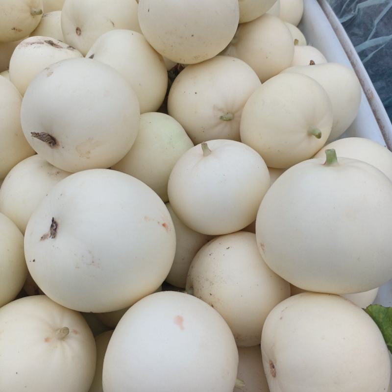 精品早甜脆！又称小蜜蜂！奶香脆甜！支持各大平台，及巿场！
