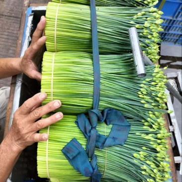 韭苔大量有货对接商超价格美丽精品直供