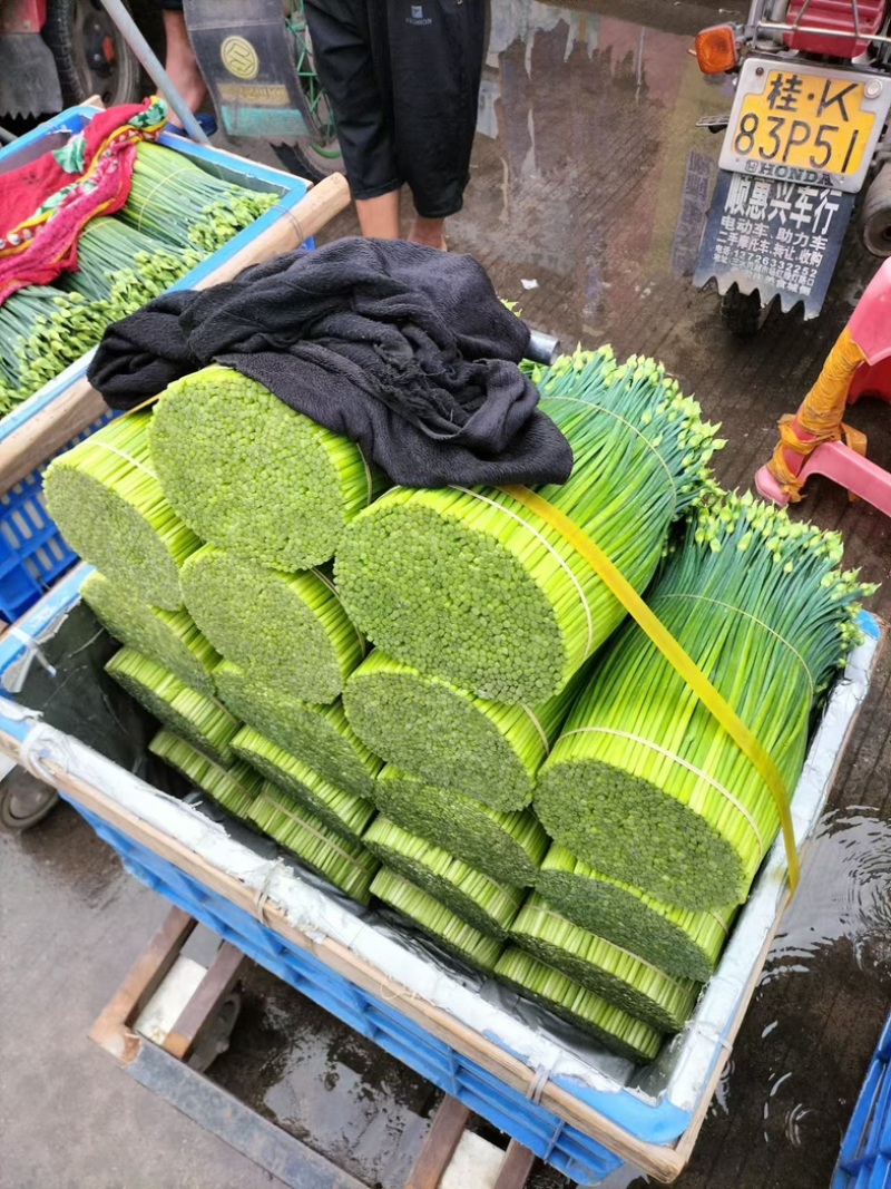 韭苔大量有货对接商超价格美丽精品直供