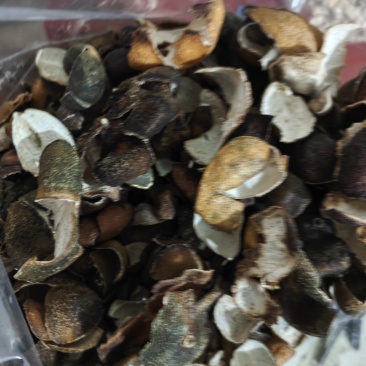 青皮四花青皮四花青产地直发不满意可以退换货