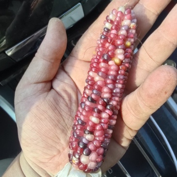 文玩玉米大量上市常年供应规格齐全价格优惠