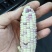 文玩玉米大量上市常年供应规格齐全价格优惠
