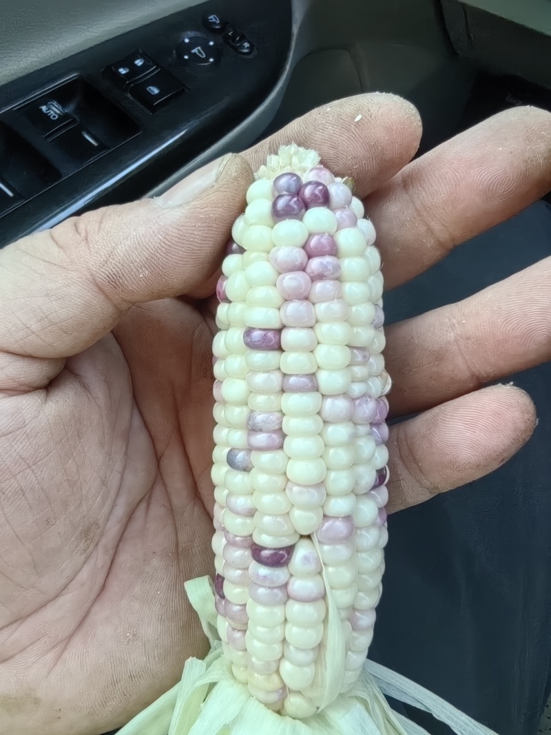 文玩玉米大量上市常年供应规格齐全价格优惠