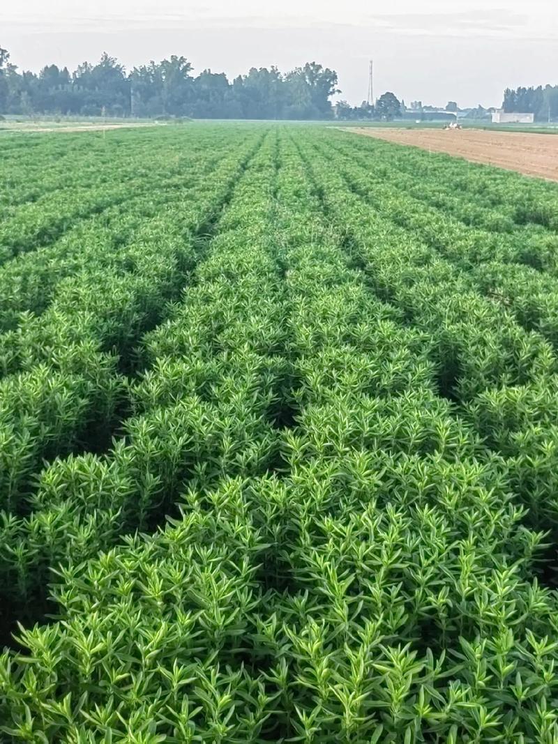 甜叶菊，无硫泡茶，产地货源，新货，批发各种药材保质保量欢