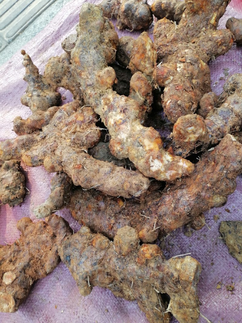 土茯苓，野生货，本地新鲜土茯苓，白肉，粉质，长期供应