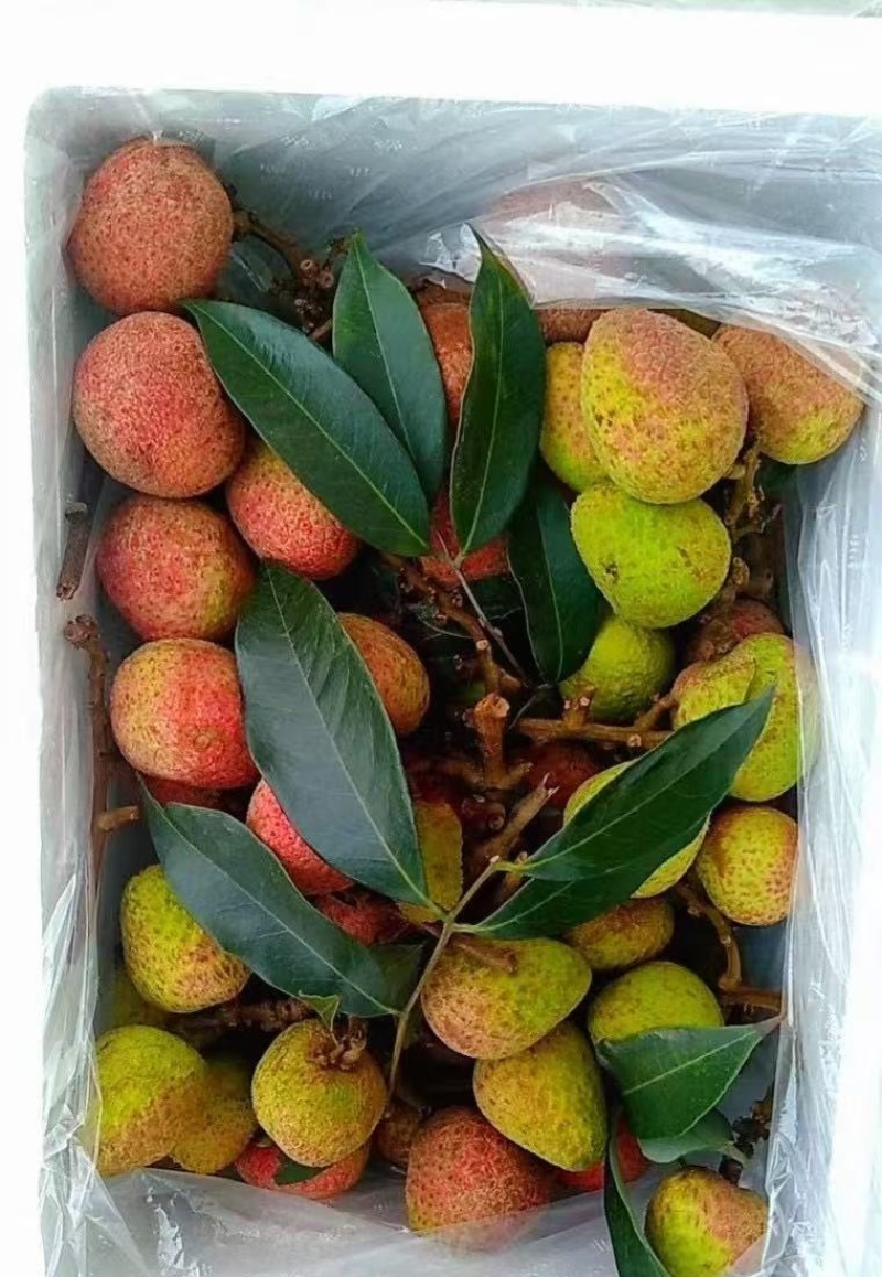 精品荔枝，果园现摘，颗颗精选，清甜锁喉，欢迎电话联系！