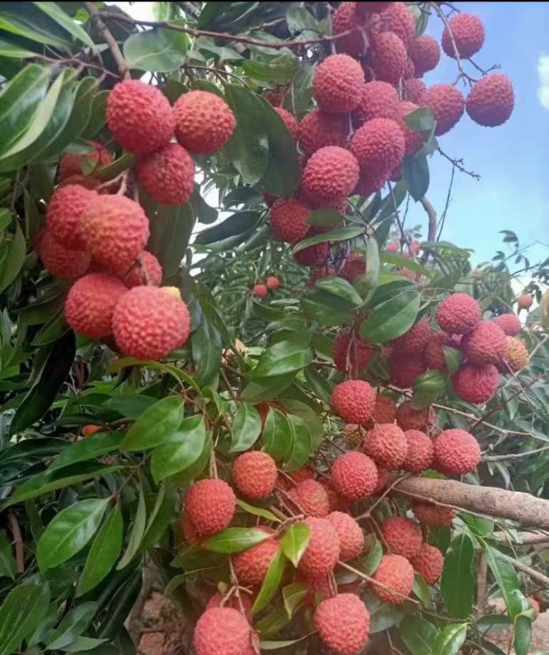 精品荔枝，果园现摘，颗颗精选，清甜锁喉，欢迎电话联系！