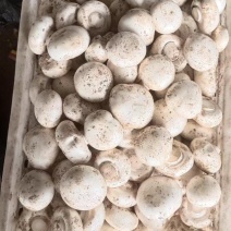 双孢菇鲜货6-8公分大量上市产地直供品质保证