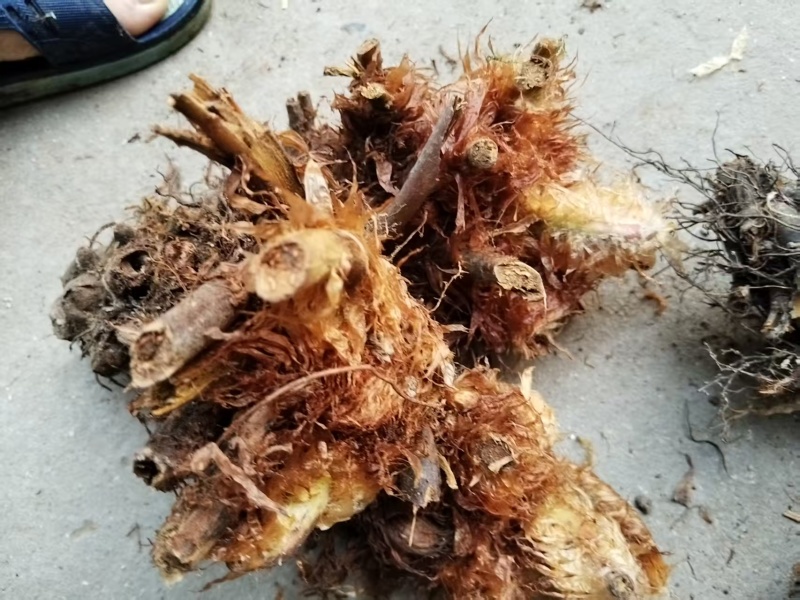 凤尾蕨.金丝凤尾蕨桩头，自产自销，可视频看货