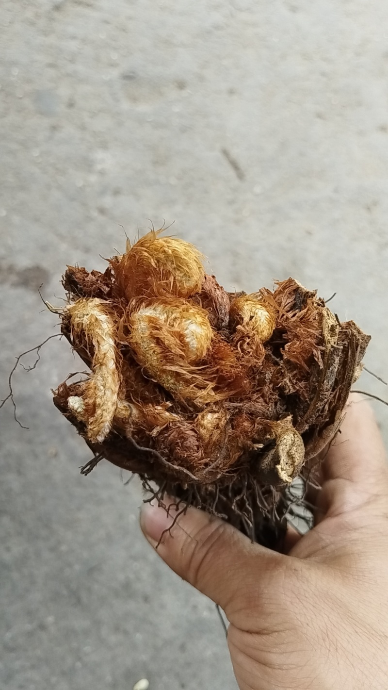 凤尾蕨.金丝凤尾蕨桩头，自产自销，可视频看货
