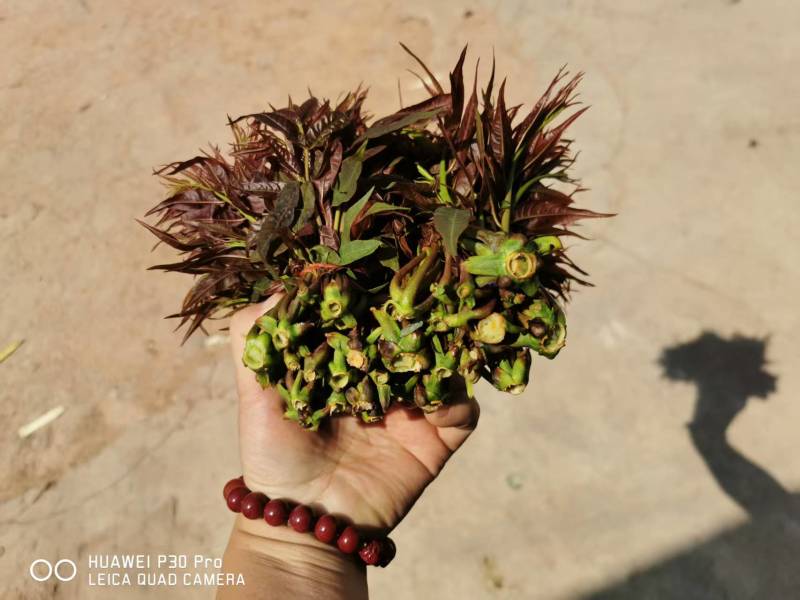 弥勒香椿