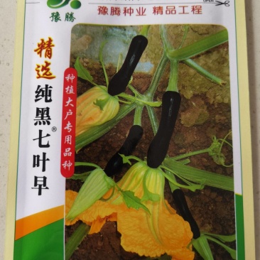 精选纯黑七叶早南瓜种子抗病种植大户专用品种黑青南瓜早熟品