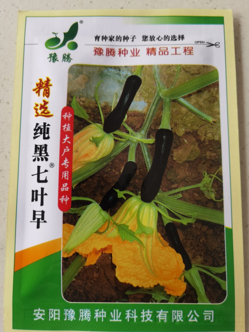 精选纯黑七叶早南瓜种子抗病种植大户专用品种黑青南瓜早熟品
