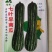 精选纯黑七叶早南瓜种子抗病种植大户专用品种黑青南瓜早熟品