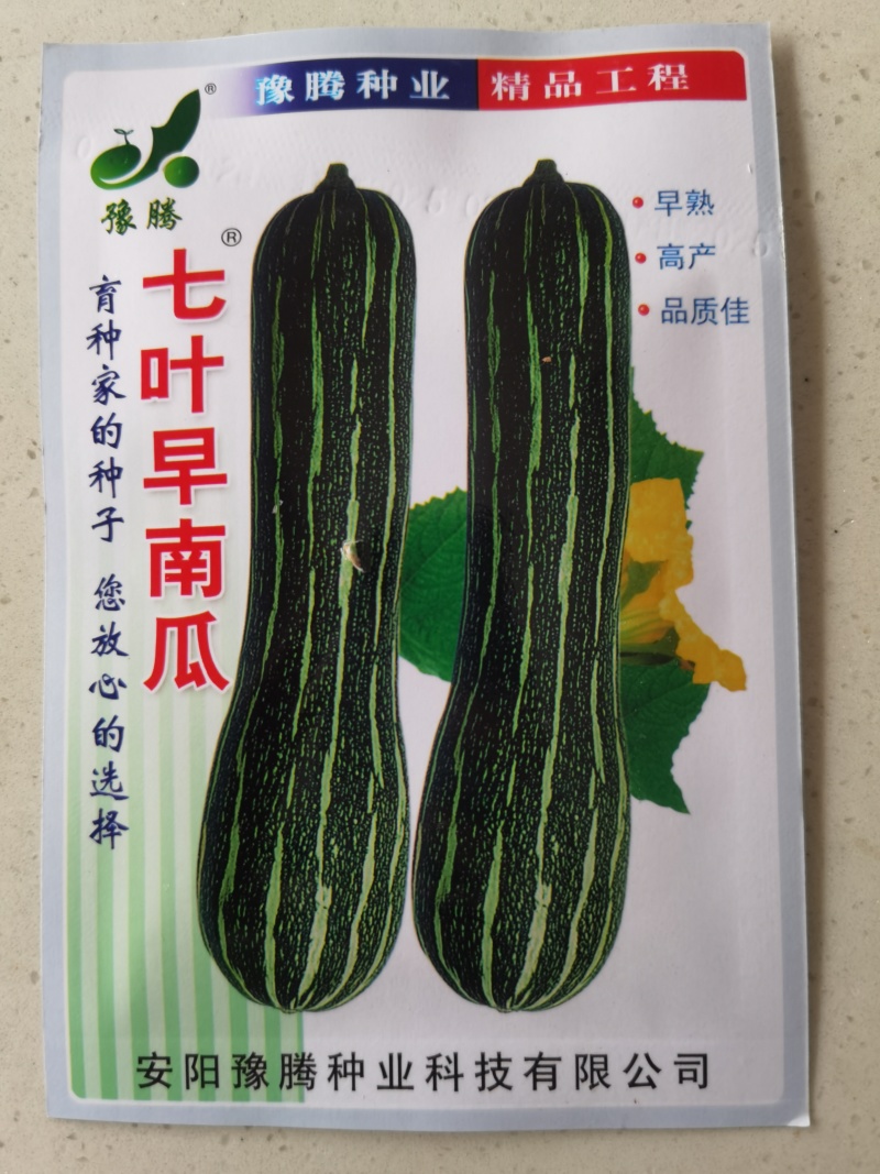 精选纯黑七叶早南瓜种子抗病种植大户专用品种黑青南瓜早熟品