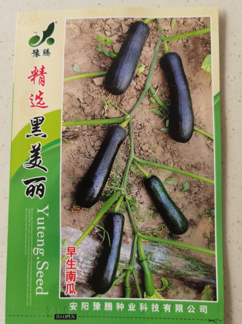 精选纯黑七叶早南瓜种子抗病种植大户专用品种黑青南瓜早熟品