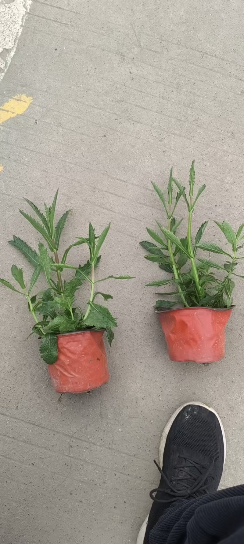柳叶马鞭草大杯容器苗，各种规格，欢迎咨询