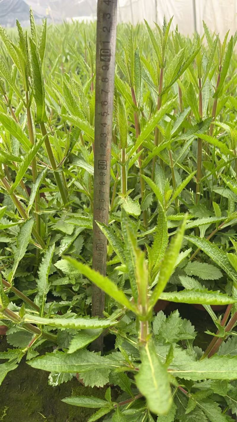 柳叶马鞭草大杯容器苗，各种规格，欢迎咨询
