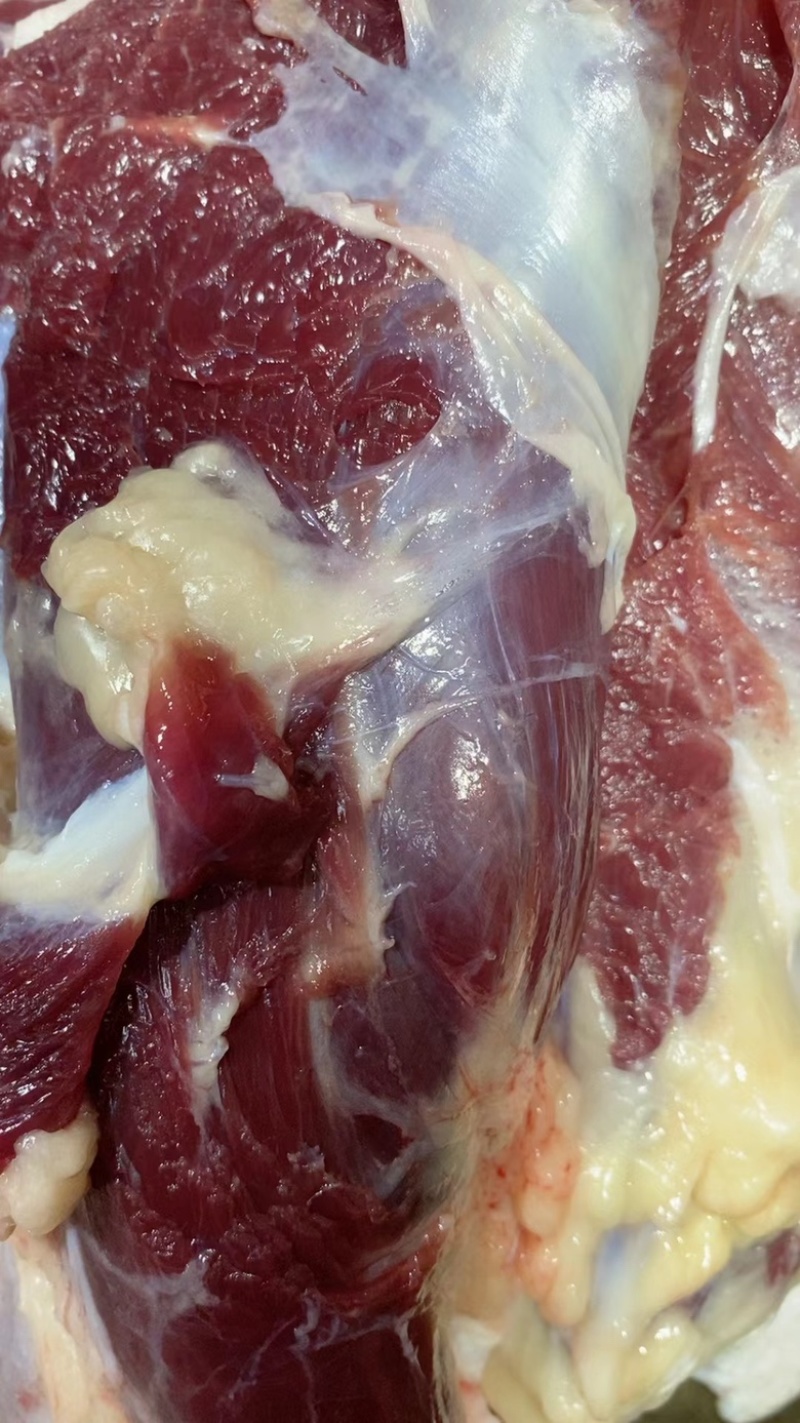 驴肉正规屠宰场手续齐全