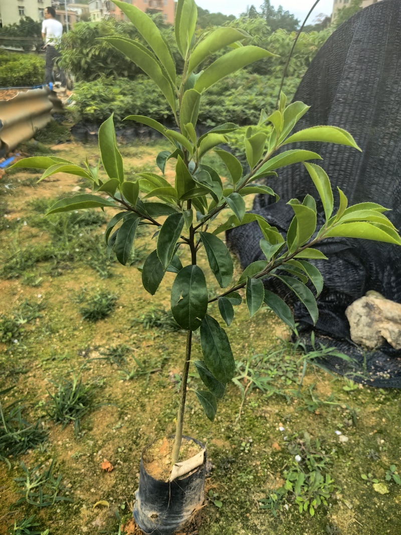 铁冬青绿化苗木红果冬青园林绿化苗万紫千红