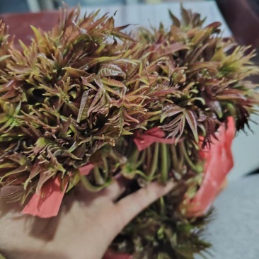 露天头茬精品香椿芽