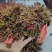 露天头茬精品香椿芽