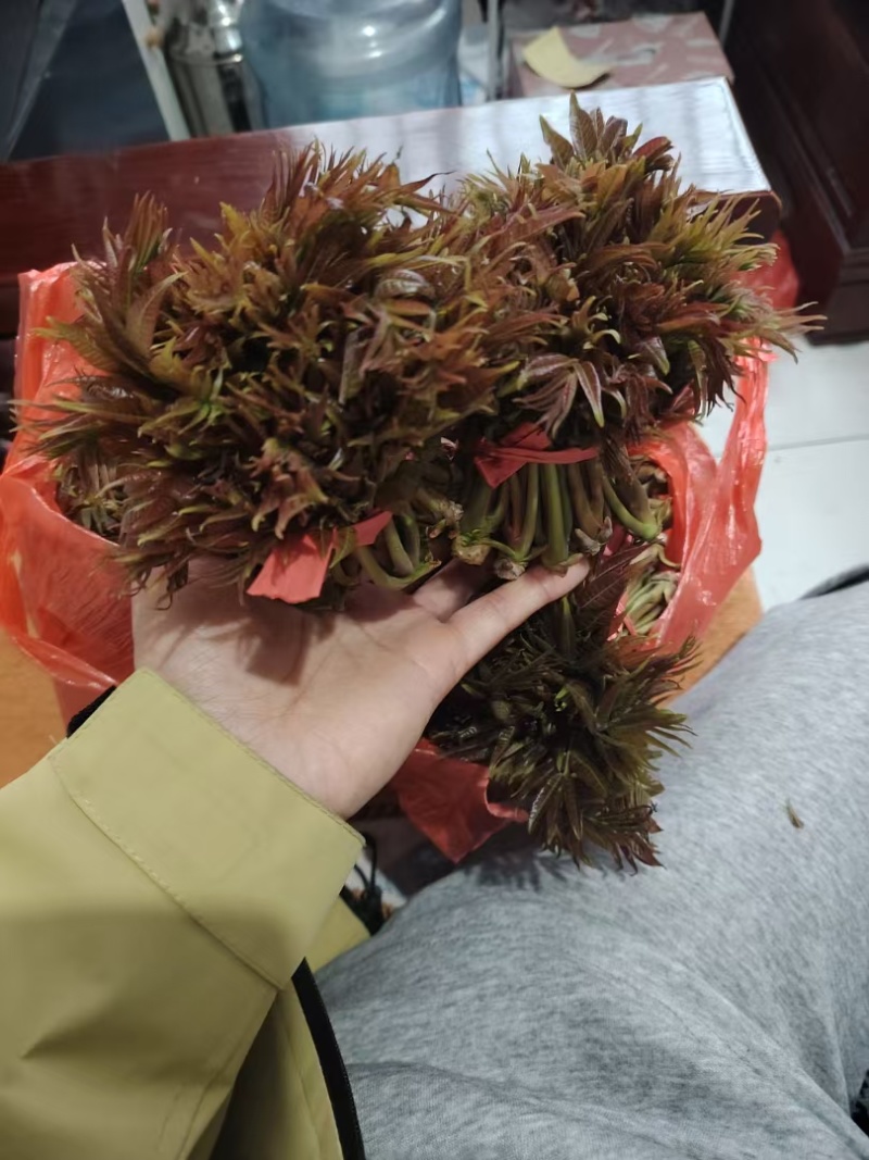 露天头茬精品香椿芽
