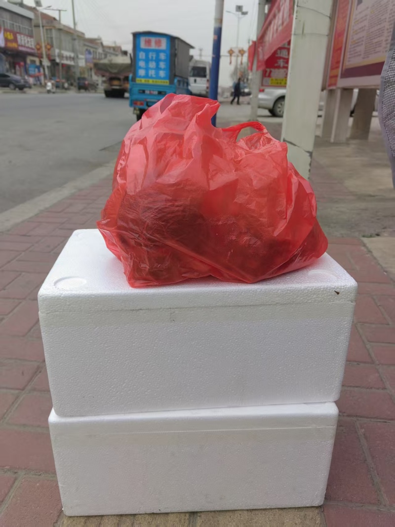 露天头茬精品香椿芽