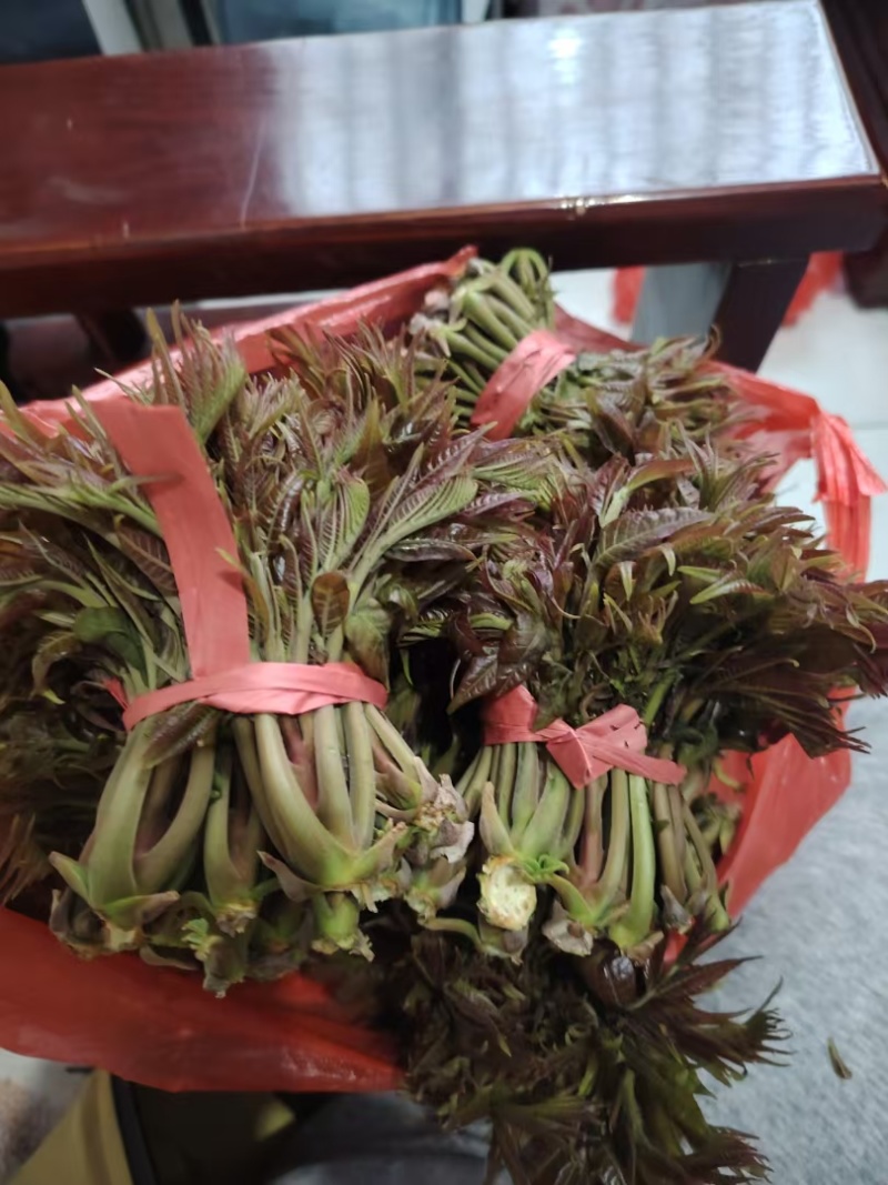 露天头茬精品香椿芽