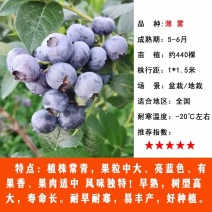 波雾蓝莓苗，寿命长，好管理，耐寒耐旱，产量高，好活