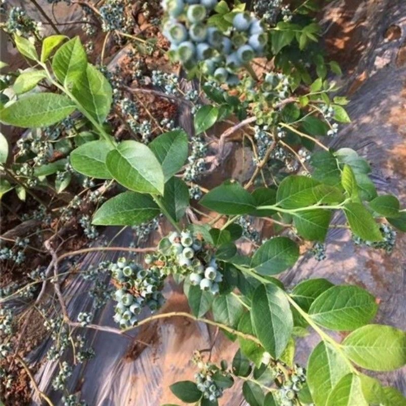 波雾蓝莓苗，寿命长，好管理，耐寒耐旱，产量高，好活