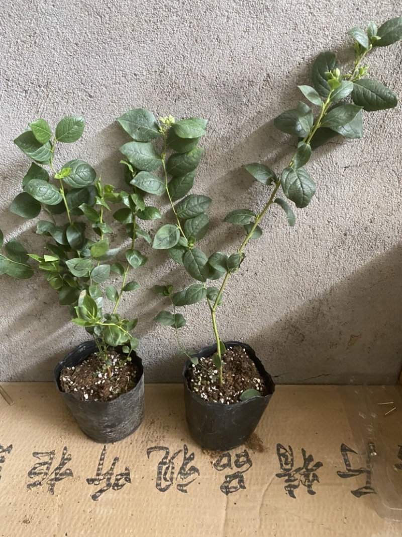 波雾蓝莓苗，寿命长，好管理，耐寒耐旱，产量高，好活